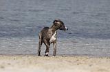 WHIPPET 292